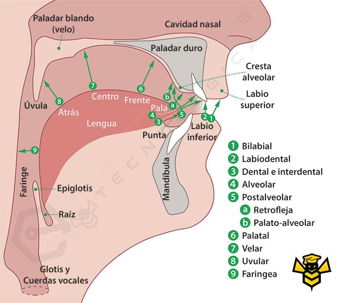 Alfabeto Fonético Internacional (IPA) en Español - Boca